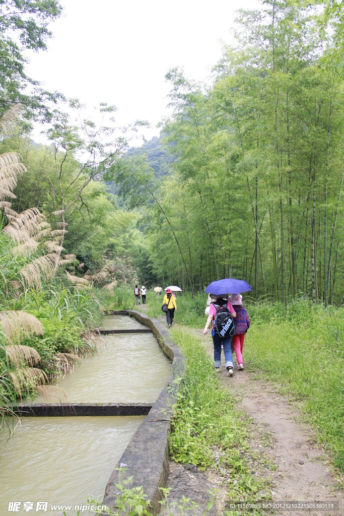 竹林水渠