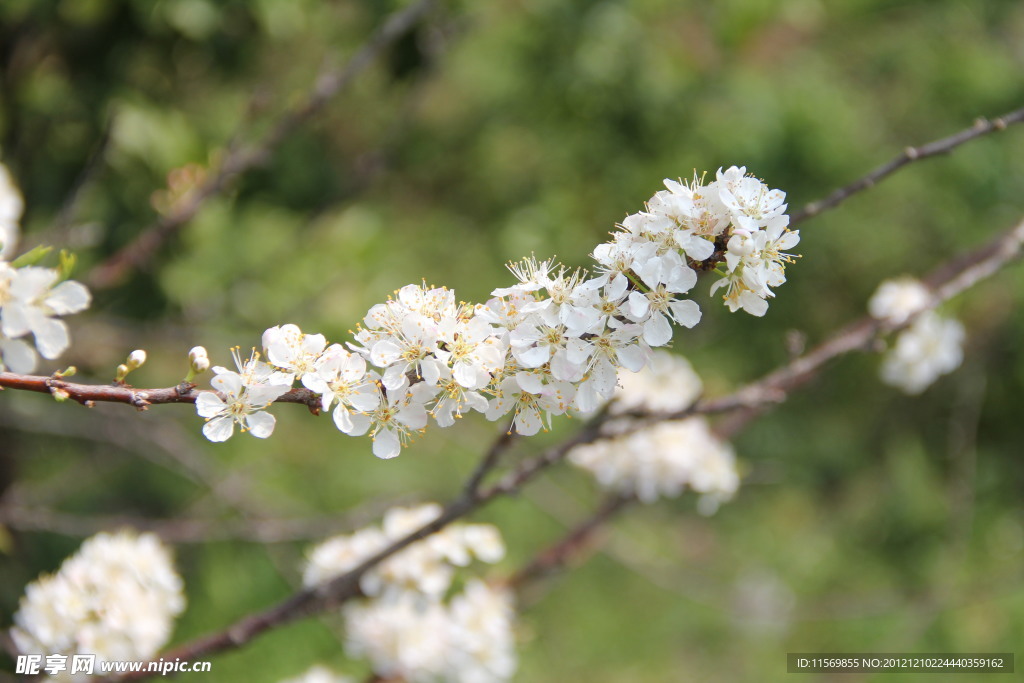 白色 桃花