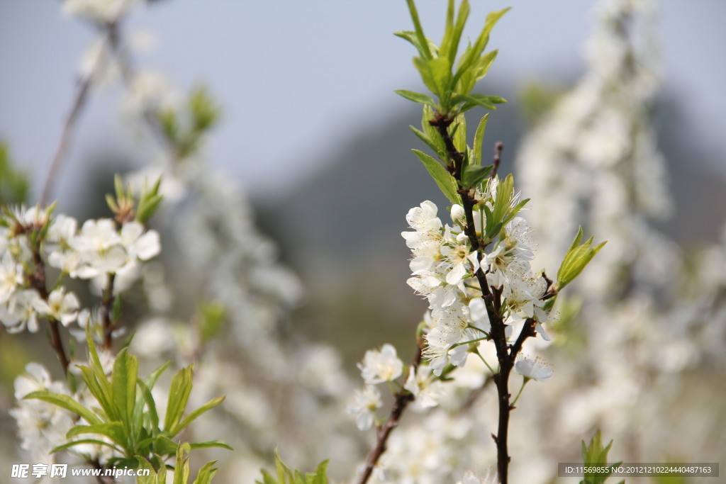 白色 桃花