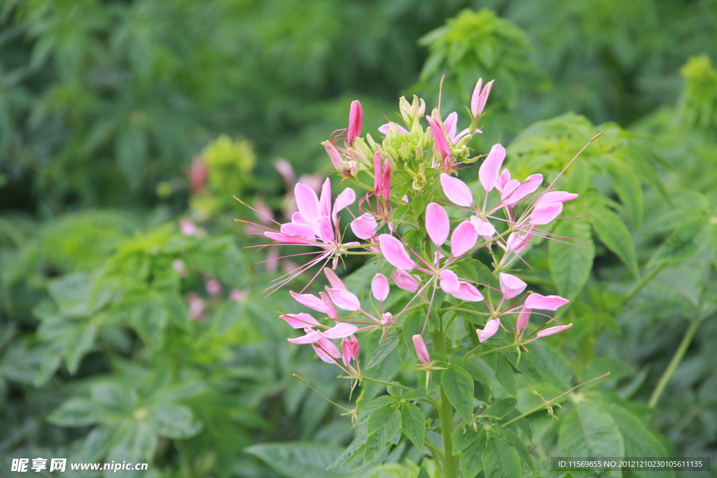 醉蝶花