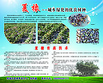 夏橡
