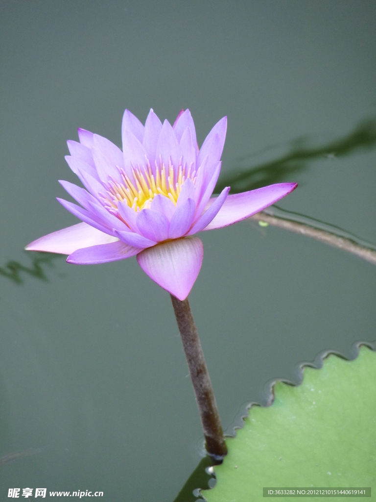 湖中睡莲开花