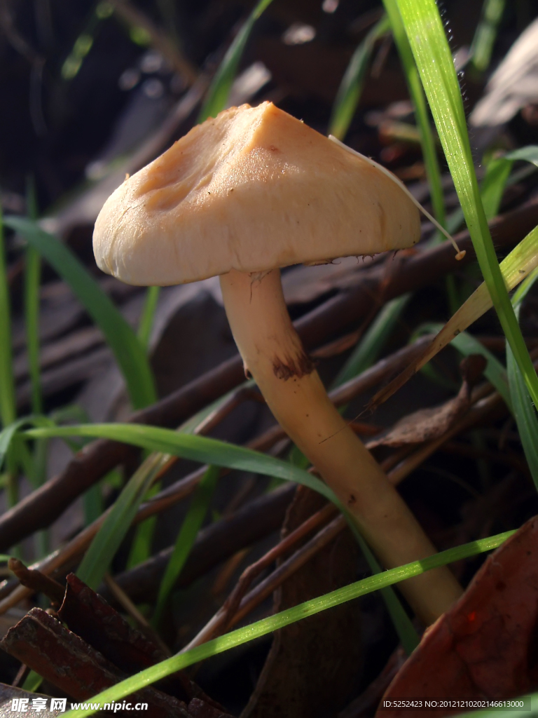 蘑菇