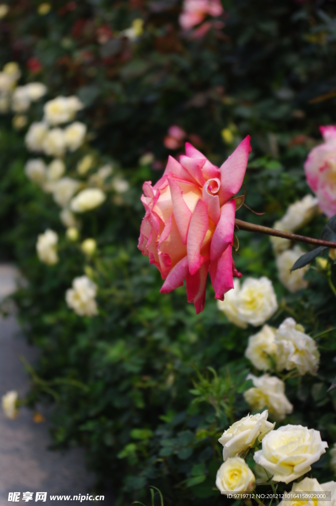 玫瑰花高清素材