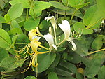 金银花