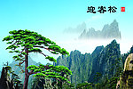 黄山迎客松