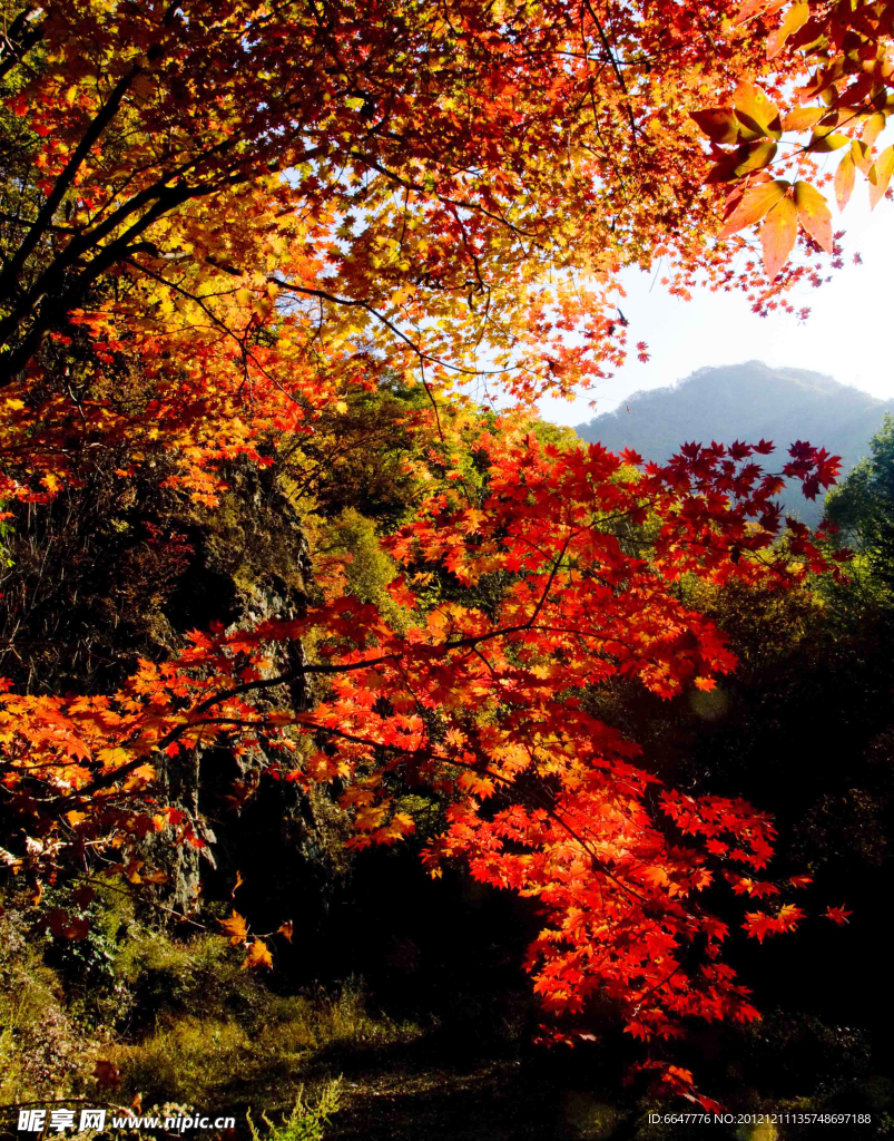 香山红叶
