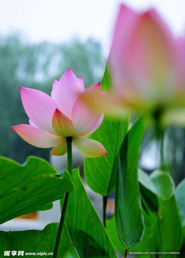 夏荷