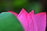 雨荷