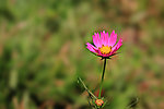 一技小菊