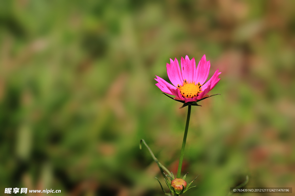一技小菊