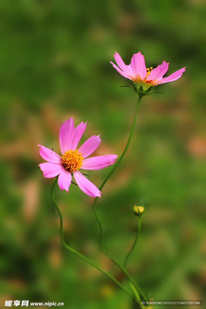 小野菊