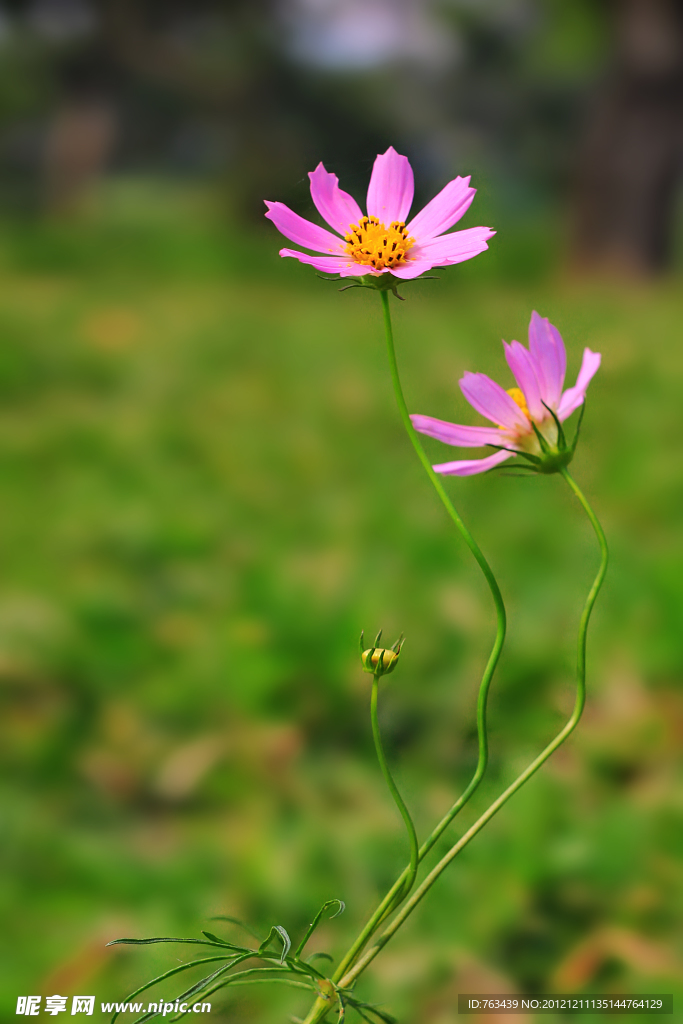 两朵小菊