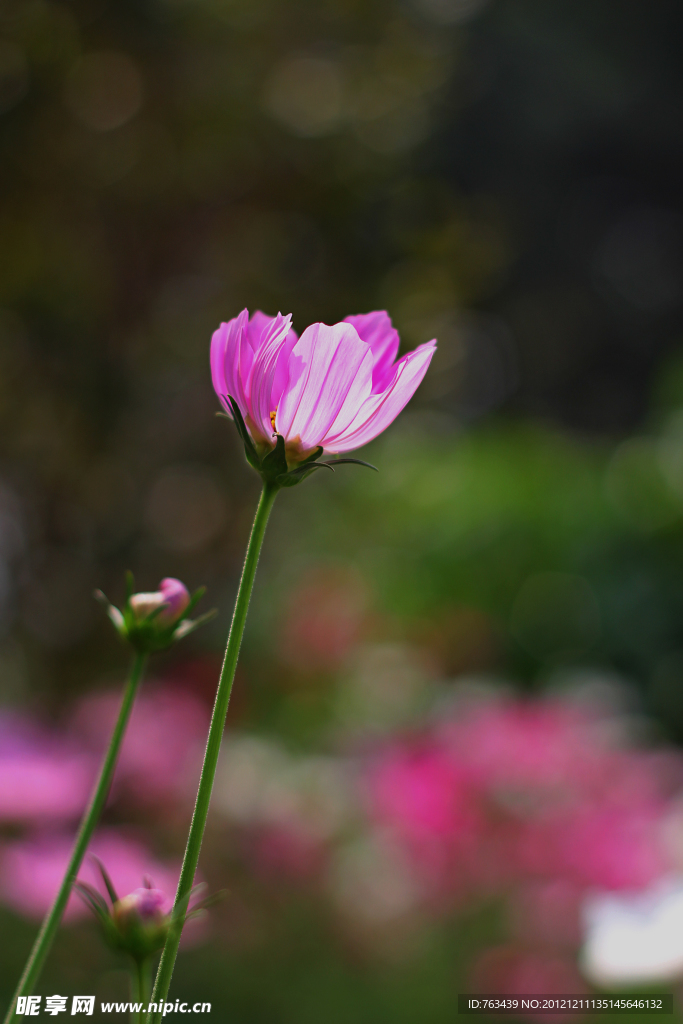 摇曳的小菊花