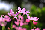 阳光下的小菊花