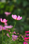 秀丽野菊花