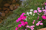 草地野菊花