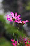 湿地野菊花