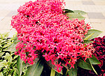 龙船花