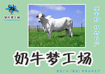 牛奶海报