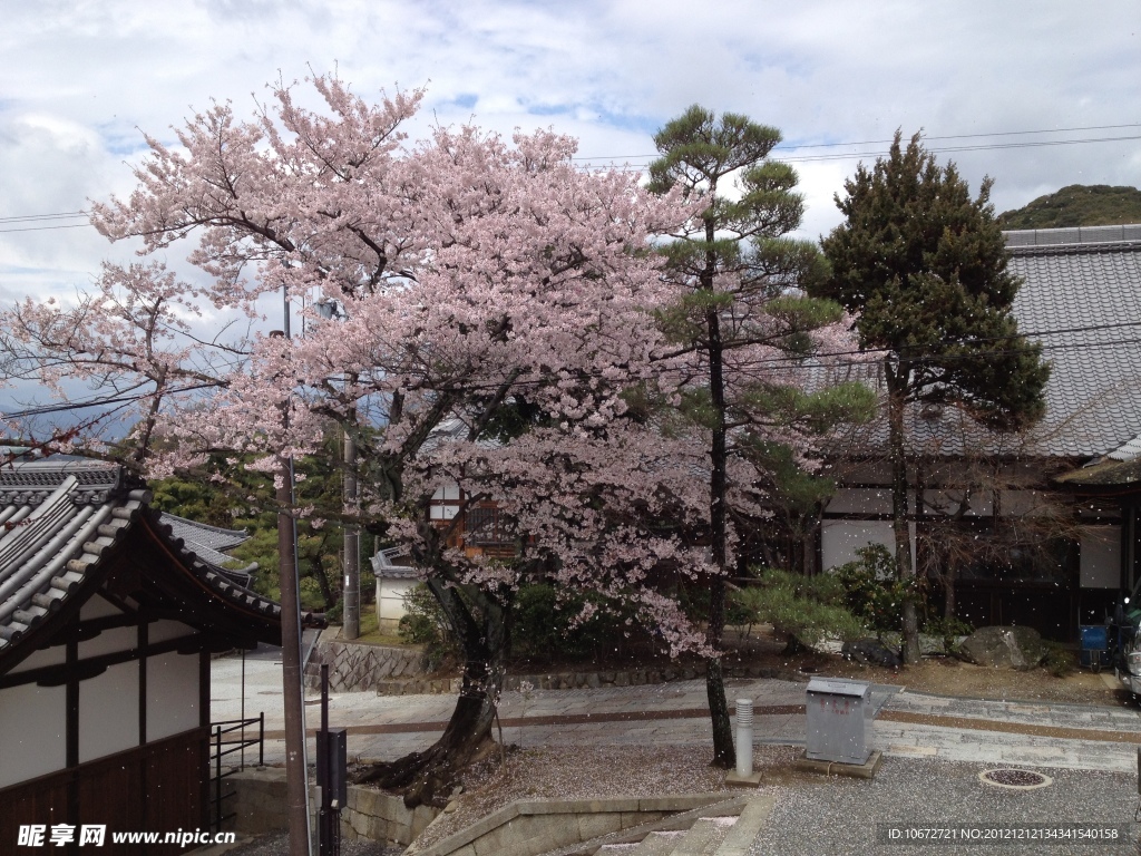 三井寺樱花