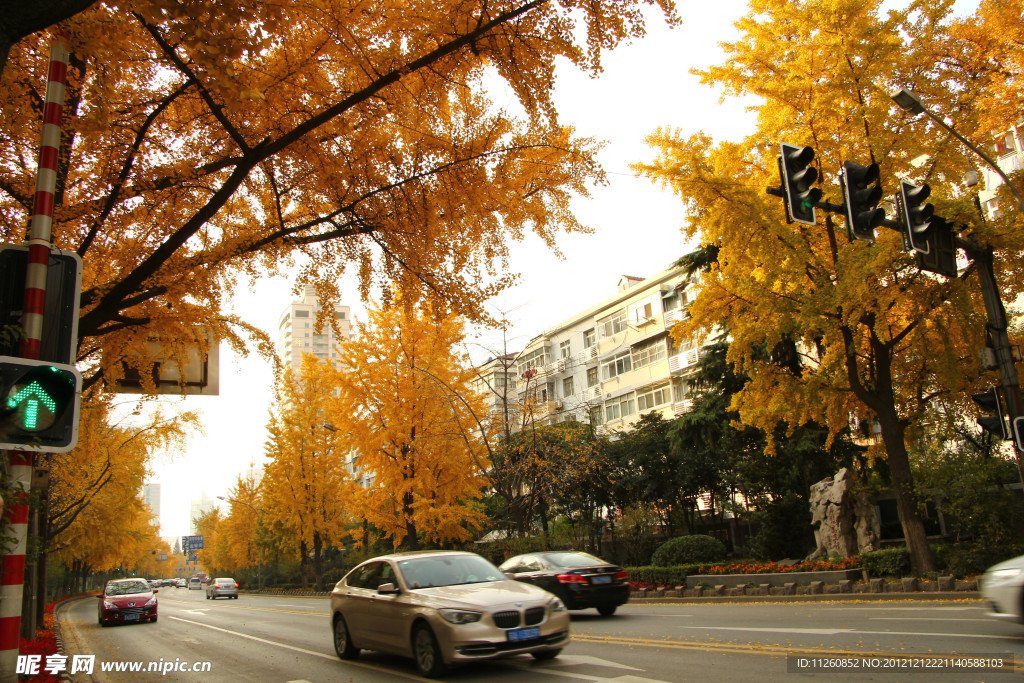 南京北京西路银杏树