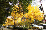 南京北京西路银杏树
