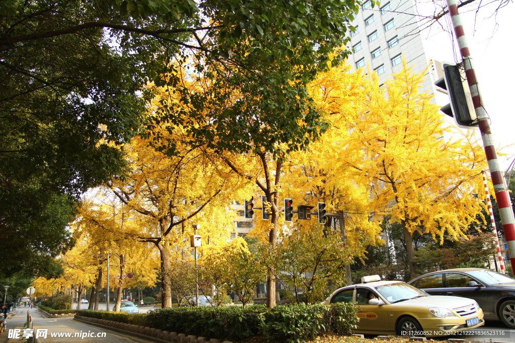 南京北京西路银杏树