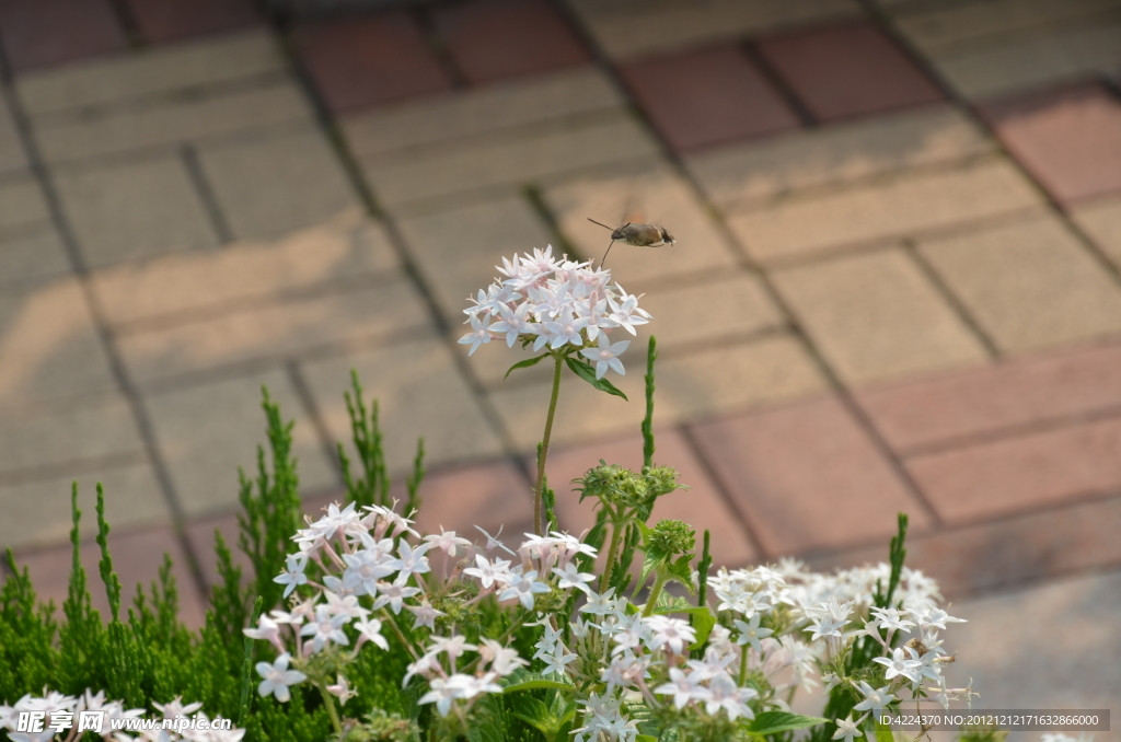 繁星花