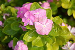 长春花