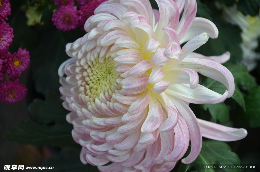 菊花