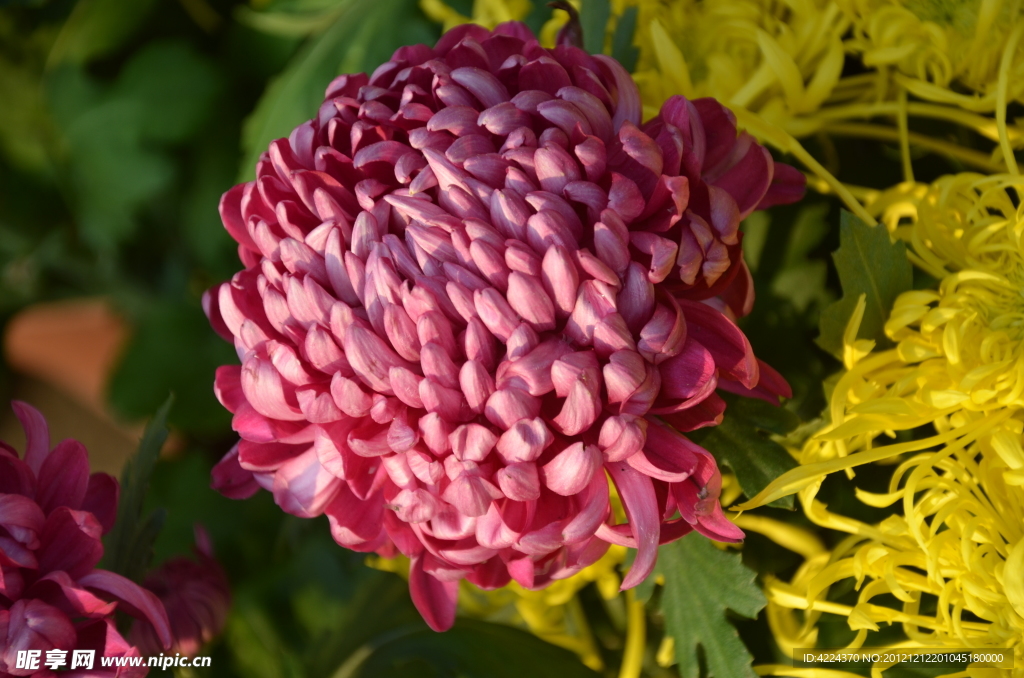 菊花