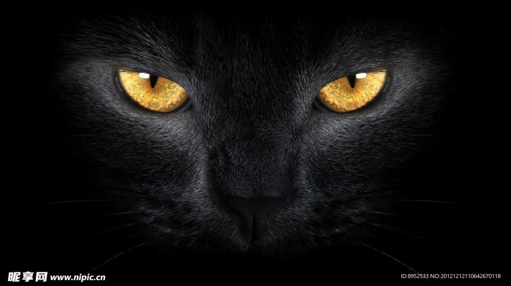 黑猫