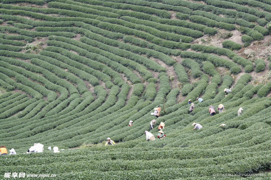茶山