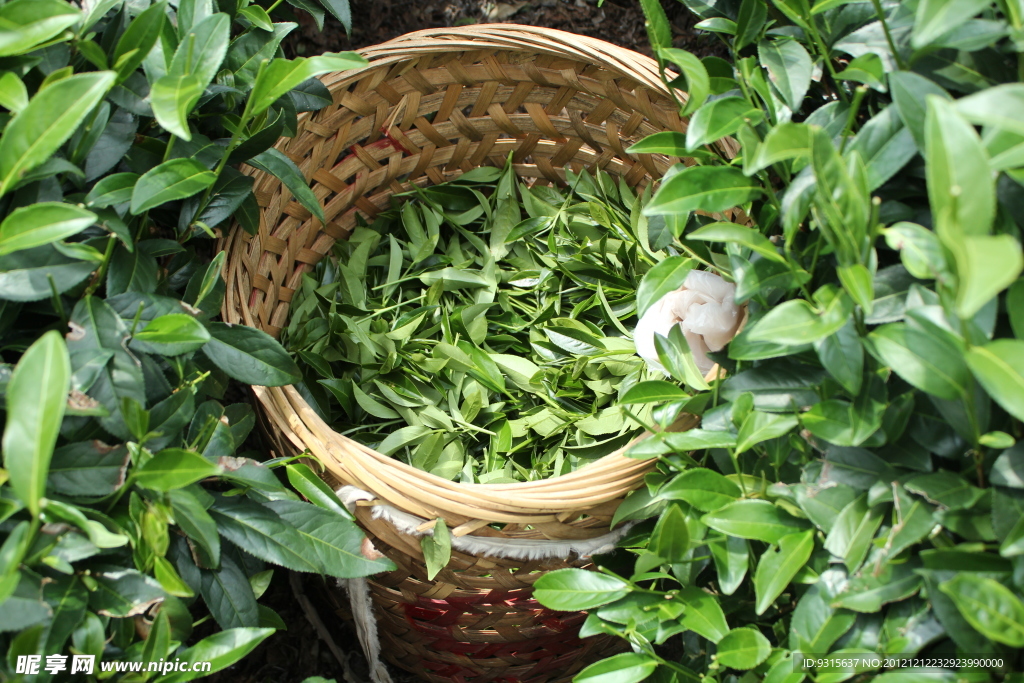 茶叶