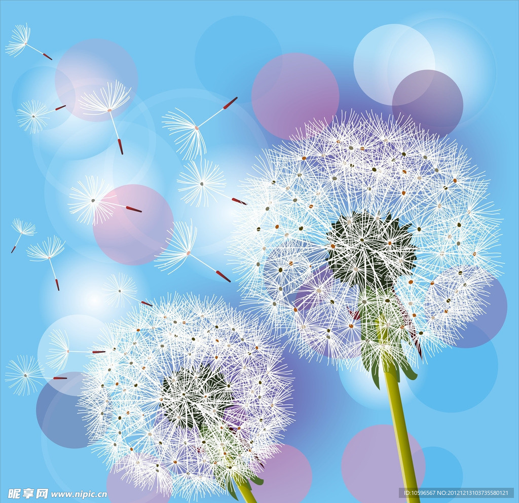 蒲公英