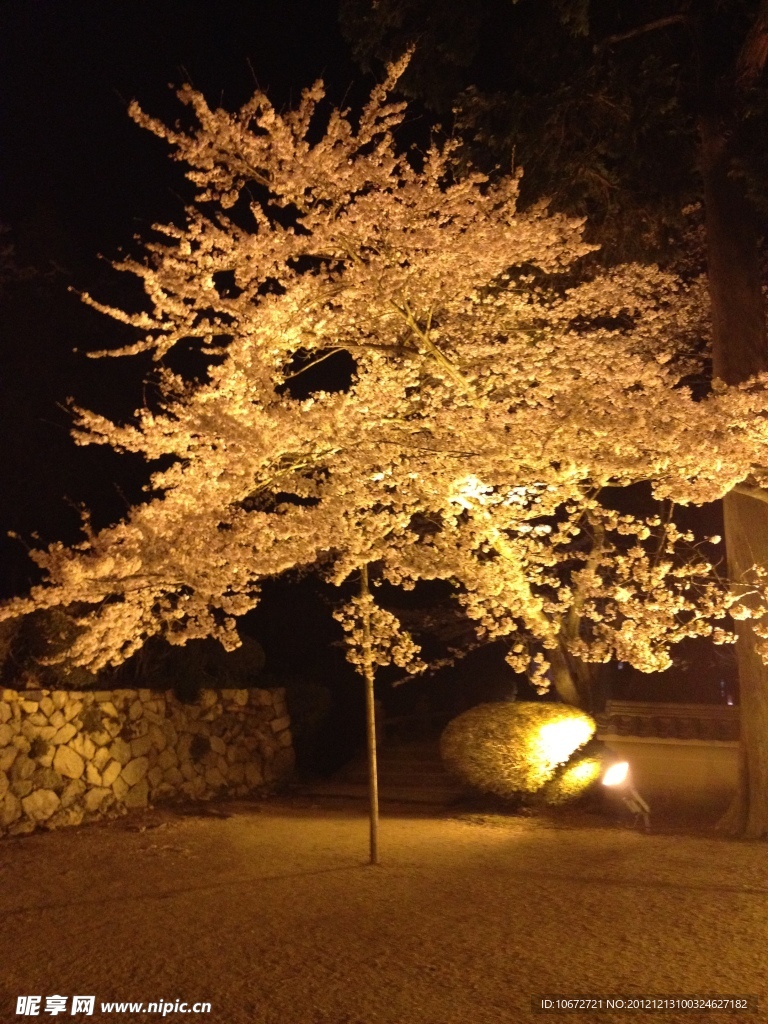 樱花