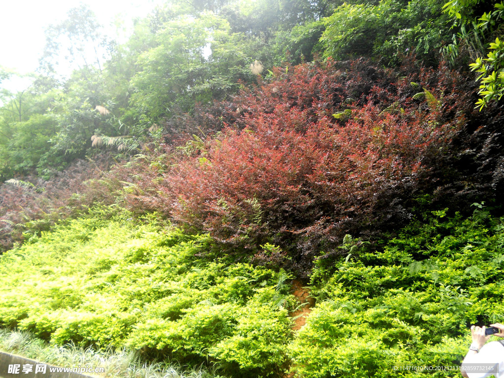 花草之美