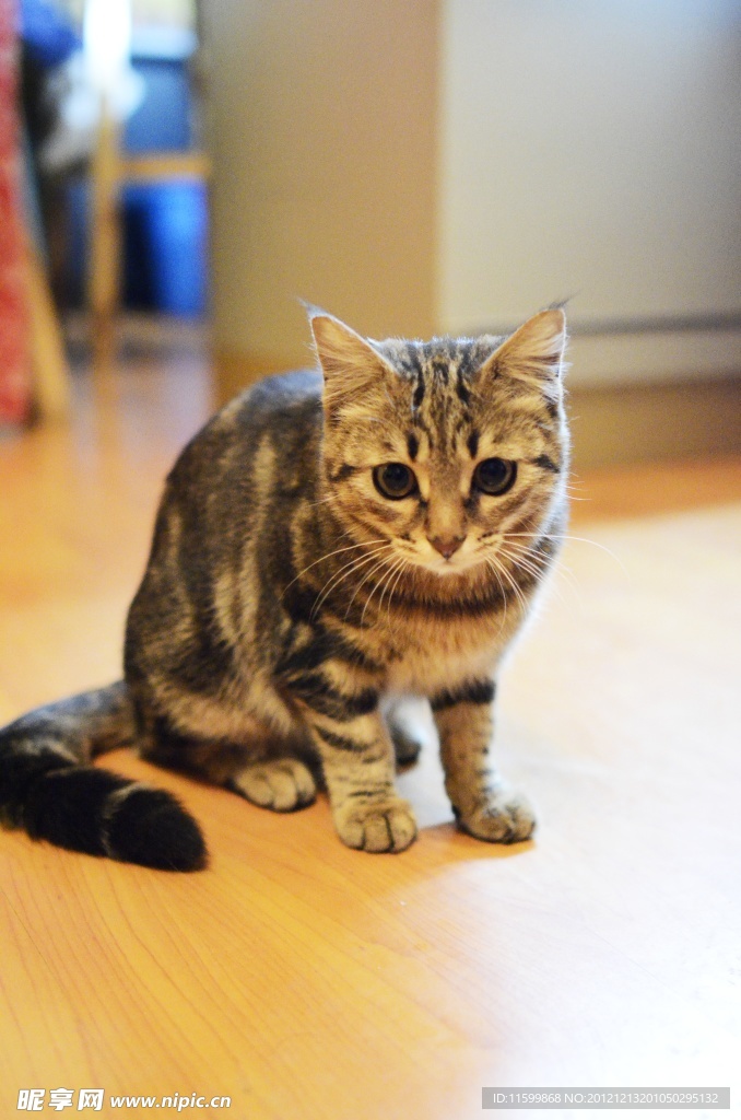 小猫