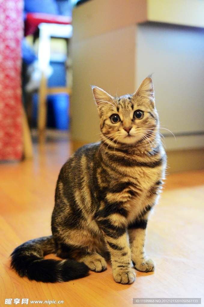 小猫