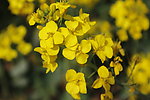 油菜花