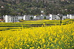 油菜花