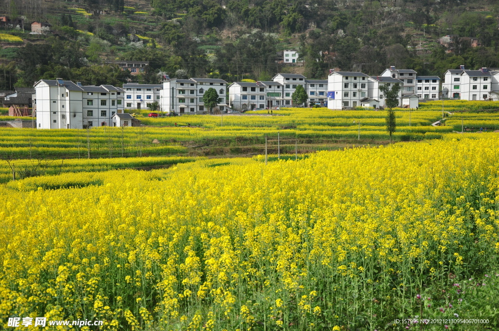油菜花