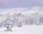 雪松雪山美景