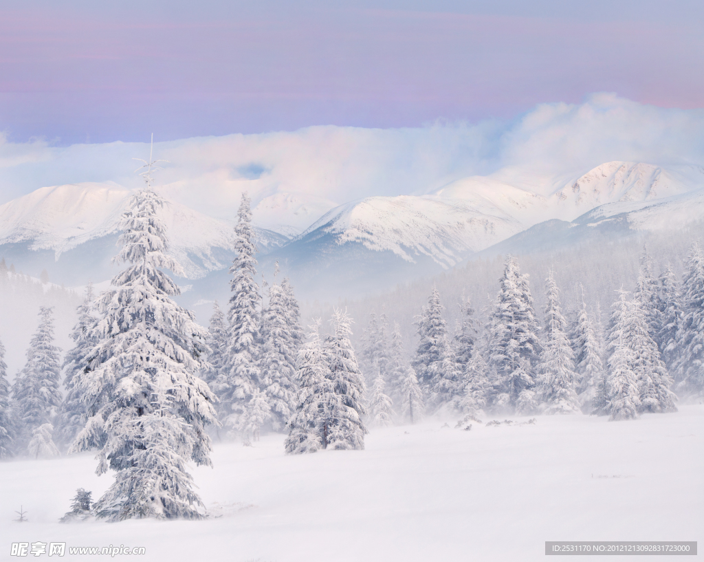 雪松雪山美景