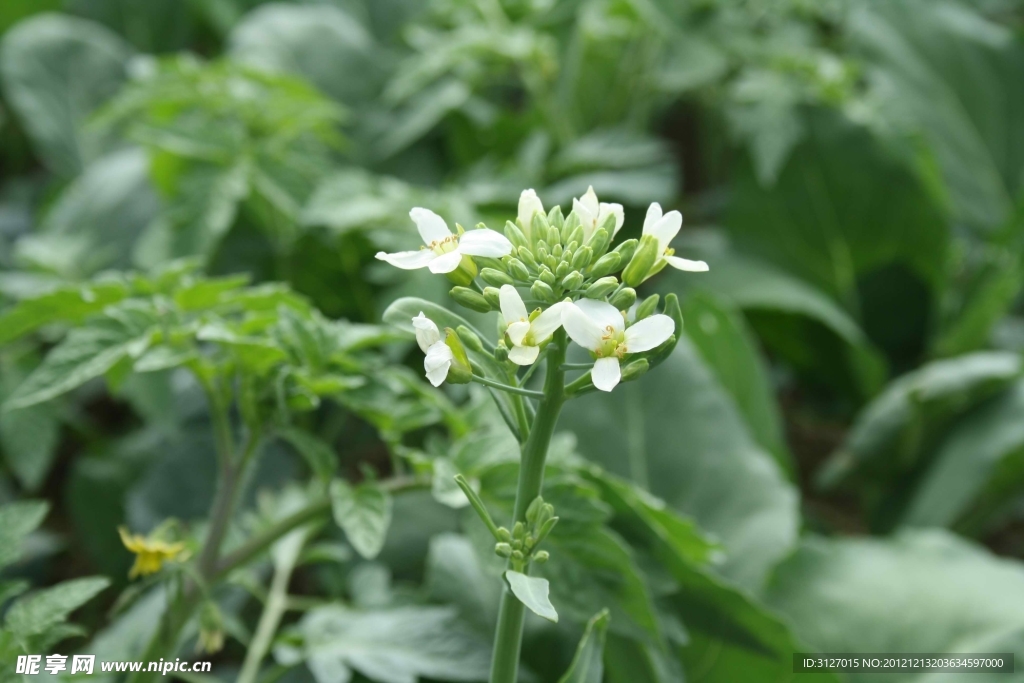 青菜