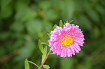 翠菊