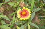 天人菊