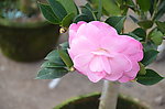 山茶