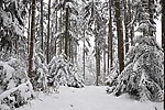林中雪景